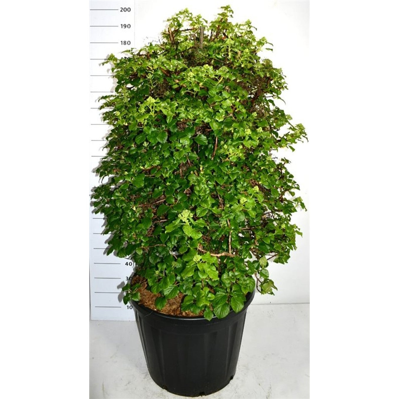 Klätterhortensia – Hydrangea petiolaris - C130 120-140 cm. Sol